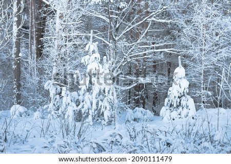 the forest in winter. in the photo, snow-covered trees in the forest in winter