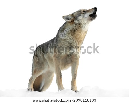 she-wolf howls in winter on snow isolated on white background