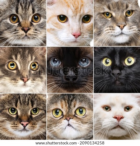 Photo set of close-up cat's faces looking at camera. Little cute kittens with green, blue and brown eyes. Concept of pets, care, animal life. Copyspace for ad, poster.