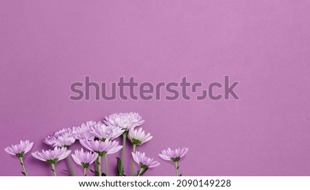 Minimalist banner with pink daisy flowers  on a pink background. Spring, holiday concept.