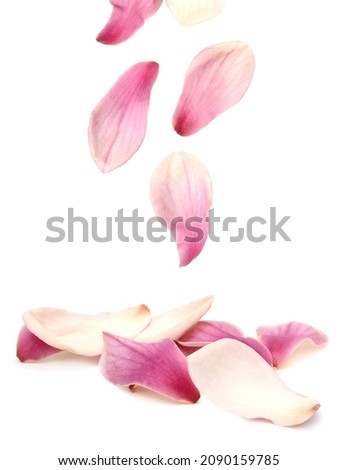 pink magnolia petals drop down on white