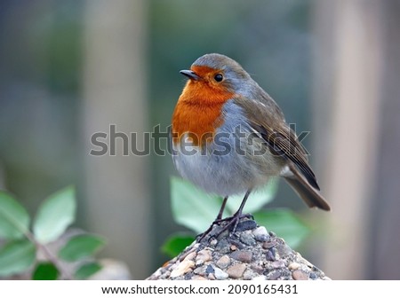 Eurasian robin perched on the fence and path