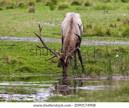 Elk male close-up profile view drinking water and displaying its antlers and brown velvet skin fur in its environment and habitat surrounding. Wapiti Portrait.