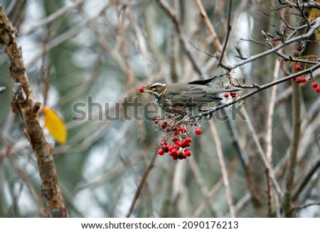 Redwing feeding on the winter rowan berries