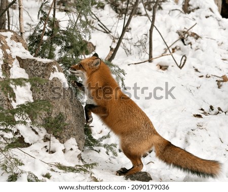 Red fox climbing on a rock in the winter season in its environment and habitat with snow forest background displaying bushy fox tail, fur. Fox Image. Picture. Portrait. Fox Stock Photos.