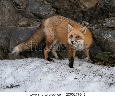 Red fox close-up profile side view in the winter season in its environment and habitat with rock background displaying bushy fox tail, fur. Fox Image. Picture. Portrait. Fox Stock Photo.