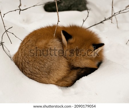 Red fox sleeping in the winter season in its environment and habitat with snow background displaying bushy fox tail, fur. Fox Image. Picture. Portrait. Red Fox Stock Photos.