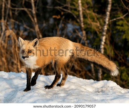 Red fox looking at camera in the winter season in its environment and habitat with blur forest  background displaying bushy fox tail, fur. Picture. Portrait. Fox Stock Photo. Fox Image.