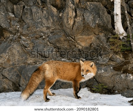 Red fox close-up profile side view in the winter season in its environment and habitat with rock and tree background displaying bushy fox tail, fur. Fox Image. Picture. Portrait. Fox Stock Photo.
