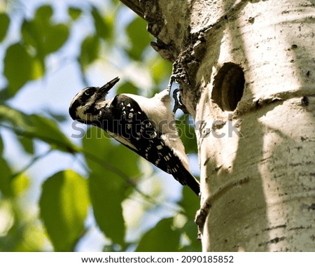 Woodpecker close-up by the nest on a tree in its environment and habitat surrounding. 