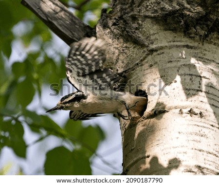 Woodpecker flying out of its nest cavity entrance, with spread wings with blur background in its environment and habitat surrounding. Woodpecker Hairy Image. Picture. Portrait.