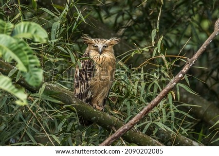 The majestic Buffy Fish Owl roosting in a bamboo clump