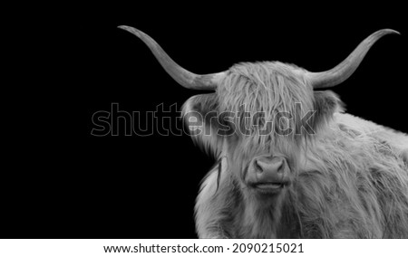 Beautiful Black And White Highland Cattle With Big Hair On The Black Background