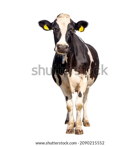 Cow isolated on white, standing upright black and white, full length and front view and copy space Royalty-Free Stock Photo #2090215552
