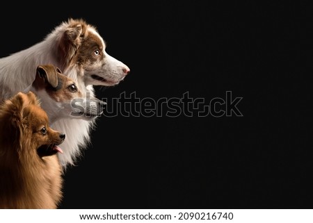 border collie, jack russell terrier, pomeranian spitz dogs portraits in studio on black background