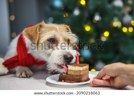 Jack Russell Terrier dog in a red scarf eating a piece of cake with a candle on the background of a Christmas tree in the kitchen.