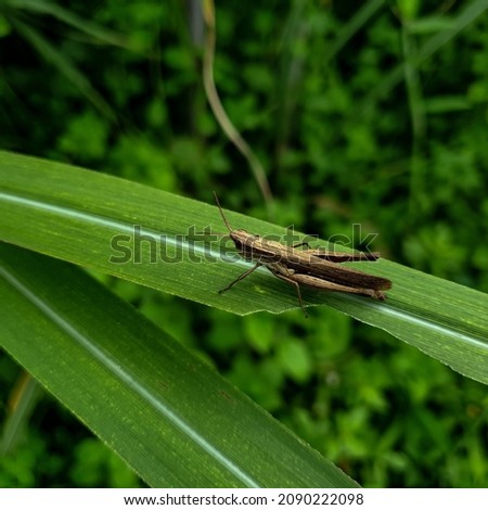 Commond grasshopper on craspedia under the sunlight on a leaf with a blurry free photo