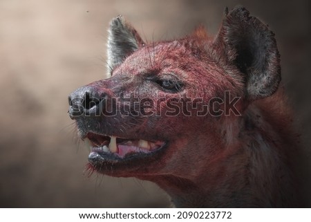 Spotted hyena (Crocuta crocuta) in Serengeti National Park 