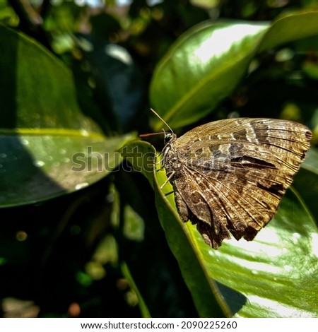 Commond butterfly on craspedia under the sunlight on a leaf with a blurry free photo