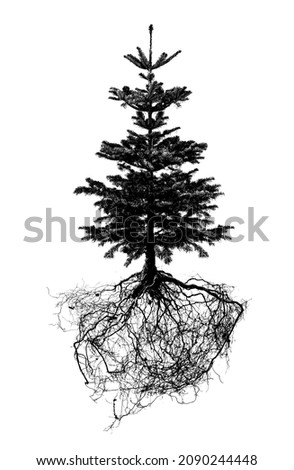 tree with roots silhouette isolated on white background