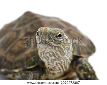 Freshwater turtles in a white background. Mauremys leprosa
       