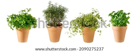Potted aromatic food herbs collection for garden or home. Basil, rosemary, parsley, oregano plants in clay pots isolated on white background Royalty-Free Stock Photo #2090275237