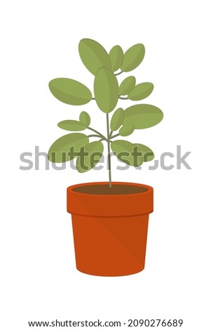 Houseplant flat vector illustration. Houseplants for the interior of the office space, isolated clipart on a white background.