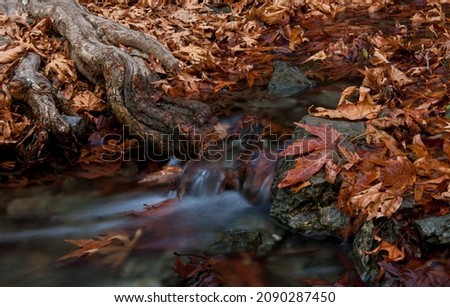 River flowing with maple leaves on the rocks on the riverside in Autumn. Millomery waterfall Troodos Cyprus