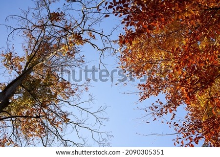 Trees with orange leaves outdoors against blue sky in autumn