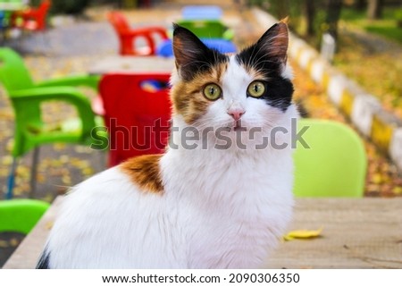 The cat has green eyes, white fur (a little bit black- yellow) and its sitting on the table in campus. There are some colorful chairs in the photo. The season is fall.