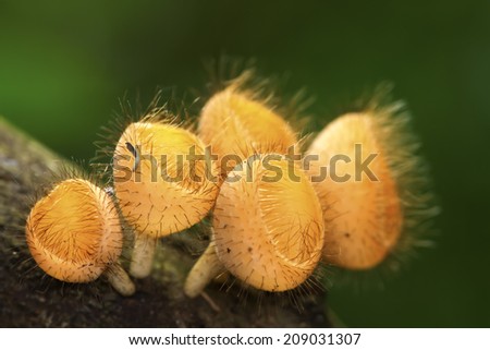 Champagne mushroom in a forest.
