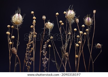 Composition of dried flowers on a black background. Dry wild flowers, flax, poppy, herbs. Royalty-Free Stock Photo #2090318197