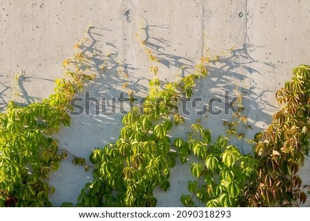 Close-up of virginia creeper on a sunny day