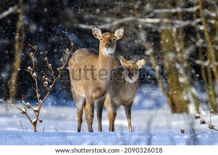 Female roe deer in the winter forest. Animal in natural habitat. Wildlife scene