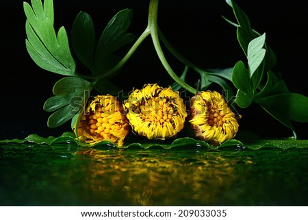 yellow flower black background macro