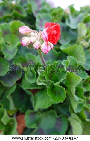 Zonal geranium is a well-known garden plant that also makes an excellent flowering plant for the home.