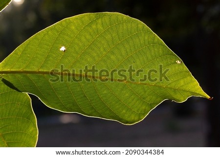 Macro fresh green leaf into sun light 