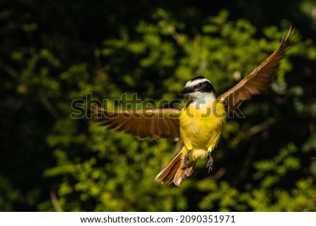 Great Kiskadee with yellow and brown feathers