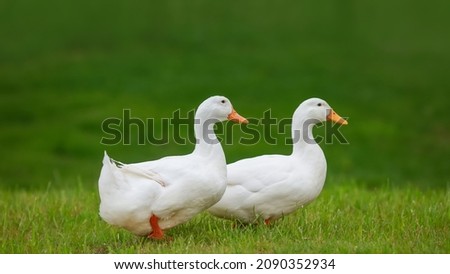 Two white ducks walking in the meadow Royalty-Free Stock Photo #2090352934