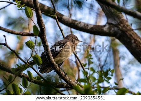Northern Mockingbird resting in a tree