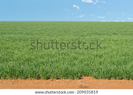 closeup of a healthy young cereal crop with clouds in sky