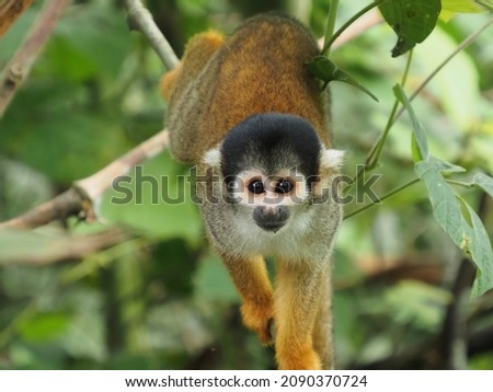 Squirrel monkey (Genus Saimiri) close-up in the Amazon jungle, Peru Royalty-Free Stock Photo #2090370724