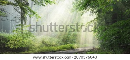 Pathway in a majestic green deciduous forest. Natural tunnel. Mighty tree silhouettes. Fog, sunbeams, soft sunlight. Atmospheric dreamlike summer landscape. Pure nature, ecology, fantasy, fairytale Royalty-Free Stock Photo #2090376043