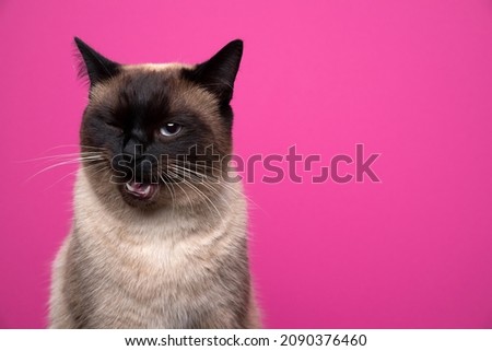cute seal point siamese cat making funny face winking at camera on pink background with copy space Royalty-Free Stock Photo #2090376460