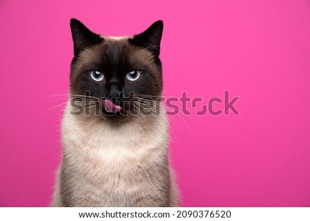 seal point siamese cat looking at camera hungry licking lips portrait on pink background with copy space Royalty-Free Stock Photo #2090376520