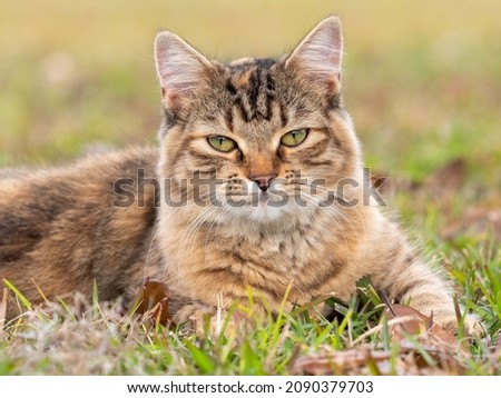 female orange, black, and white cat laying outside in the grass