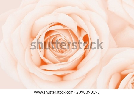 Close up rose flower, delicate macro petals peach cream pastel colors, natural flowery background. Fresh soft blooming rose. Selective focus flowery card, nature floral design postcard, above view