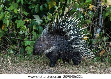 Profile view of a Himalayan Porcupine (Malayan Crested Porcupine) on the forest edge