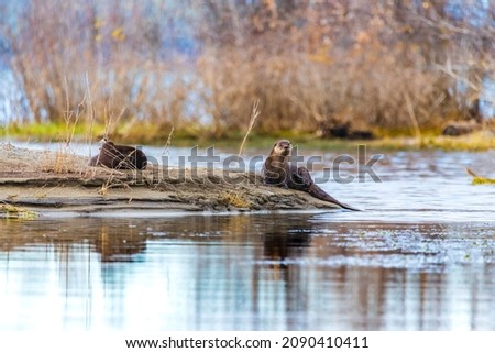 Two wild, otters, Lontra canadensis animals seen in northern Canada during autumn, fall in their natural environment. 