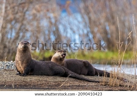 Two wild, otters, Lontra canadensis animals seen in northern Canada during autumn, fall in their natural environment.  Both looking directly at the camera. 